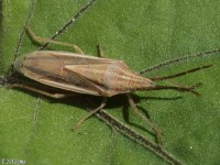 Narrow Stink Bug