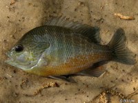 Bluegill Longear Hybrid Sunfish