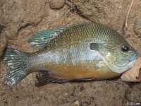 Bluegill Longear Hybrid Sunfish