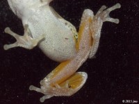 Underside of Gray Treefrog, small juvenile