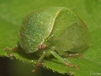 Ceresa Sp. Treehopper