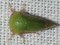 Ophiderma Treehopper