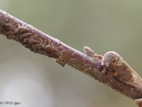 Oak Treehopper