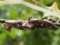 Oak Treehopper