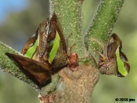 Treehopper Gathering