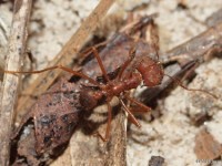 Texas Leaf Cutting Ant