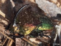 Rainbow Scarab Dung Beetle