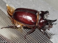 Ox Beetle, Male