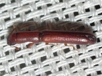 Cylindrical Bark Beetle