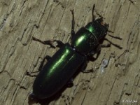Bark-gnawing Beetle