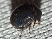 Pill Scarab Beetle
