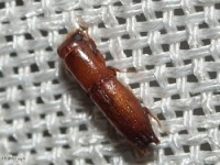 Pinhole Bark Borer Beetle