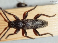 Spined Oak Borer Long-horned Beetle