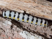 Light Marathyssa Moth Caterpillar