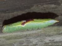 Saddled Prominent Moth Caterpillar