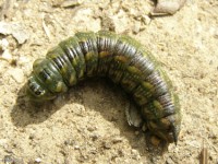 Baldcypress Sphinx Moth Caterpillar Ready to Pupate