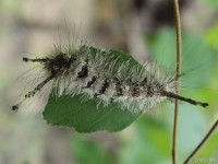 Southern Tussock Moth Caterpillar