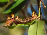 Yellow-haired Dagger Moth Caterpillar