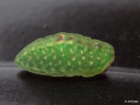 Red-Eyed Button Slug Moth Caterpillar