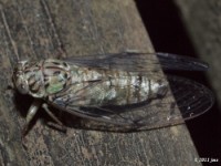 Hieroglyphic Cicada
