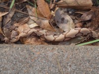 Juvenile Southern Copperhead Snake