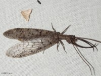 Eastern Dobsonfly (male)