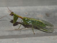 Green Mantisfly