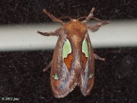 Nanina Oak-Slug Moth