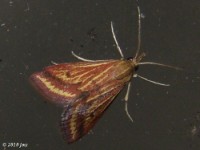 Yellow-veined Moth