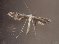 Belfrage's Plume Moth