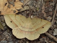 Thin-Lined Erastria Moth