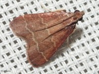 Heliades sp. Moth