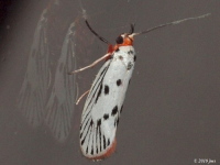 Spotted Fan-wing Moth