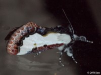 Pearly Wood-Nymph Moth