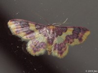 Stained Lophosis Moth (Female)