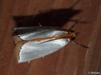 Mother-of Pearl Moth