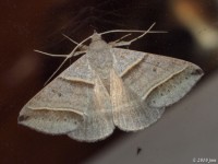 Black-tipped Ptichodis Moth