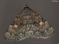 Common Idia Moth