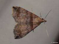 Ambiguous Moth