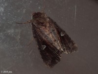 White-eyed Borer Moth