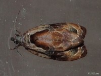 Broken-lined Zomaria Moth