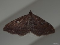 The Gem Moth