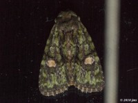 Small Mossy Lithacodia Moth