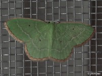 Emerald Moth