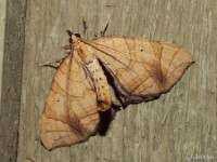 Greater Grapevine Looper Moth