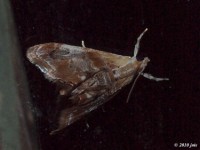 Julia's Dicymolomia Moth