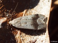 Twirler Moth