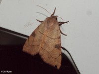 Bent-line Dart Moth