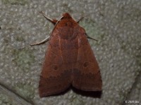 Roadside Sallow Moth