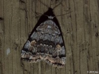 American Idia Moth